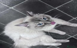 Ragdoll cats for sale: Beloved Ragdoll for sale! - Image 2