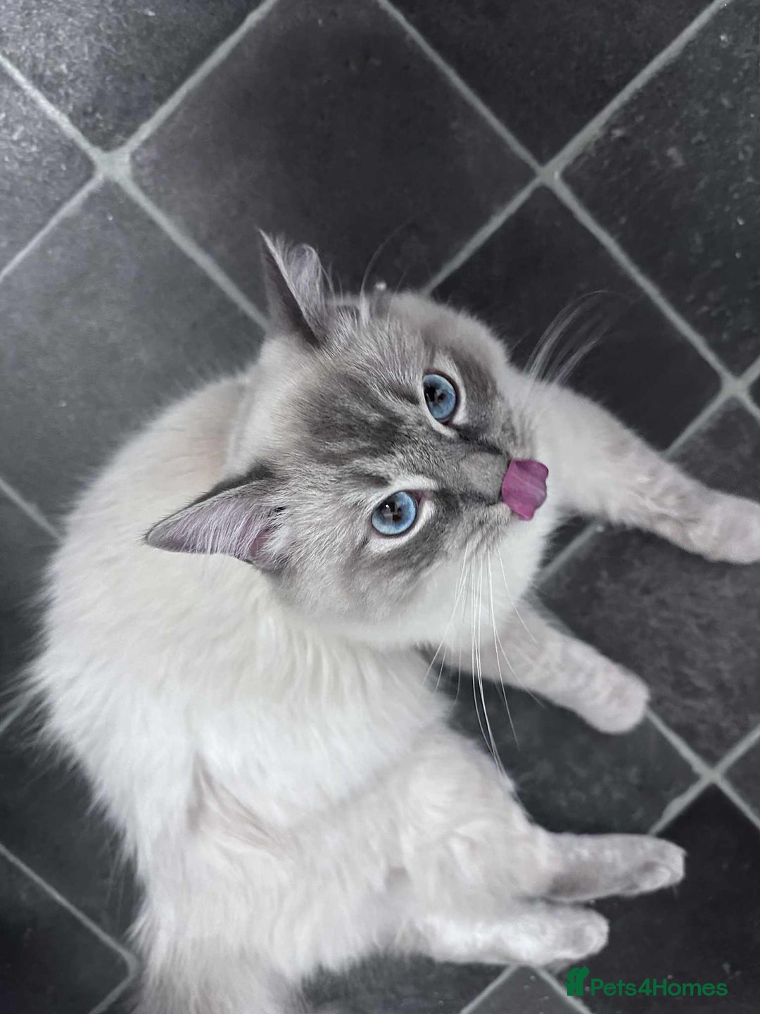 Ragdoll cats for sale: Beloved Ragdoll for sale! - Image 2