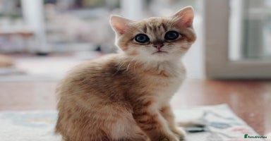 British Shorthair cats - Advert 5