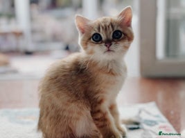 British Shorthair cats - Advert 16