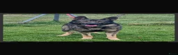 German Shepherd dogs for sale: German shepherd pups (working line) - Advert 3