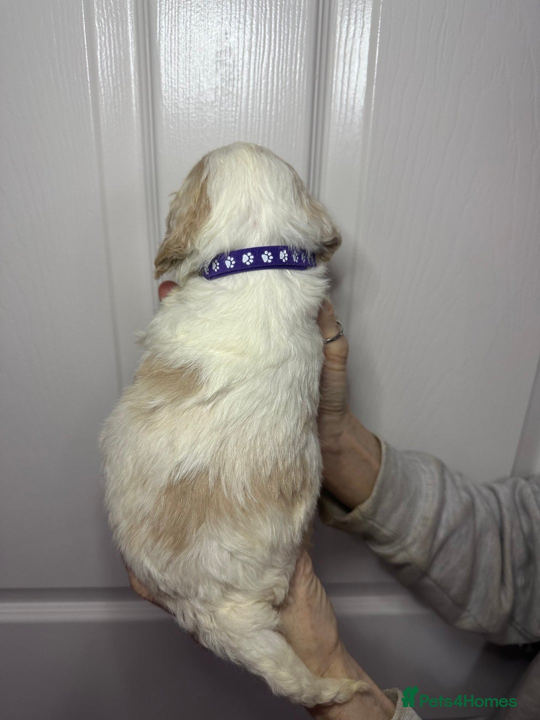 Cockapoo dogs for sale: Cockerpoo puppies  - Advert 35