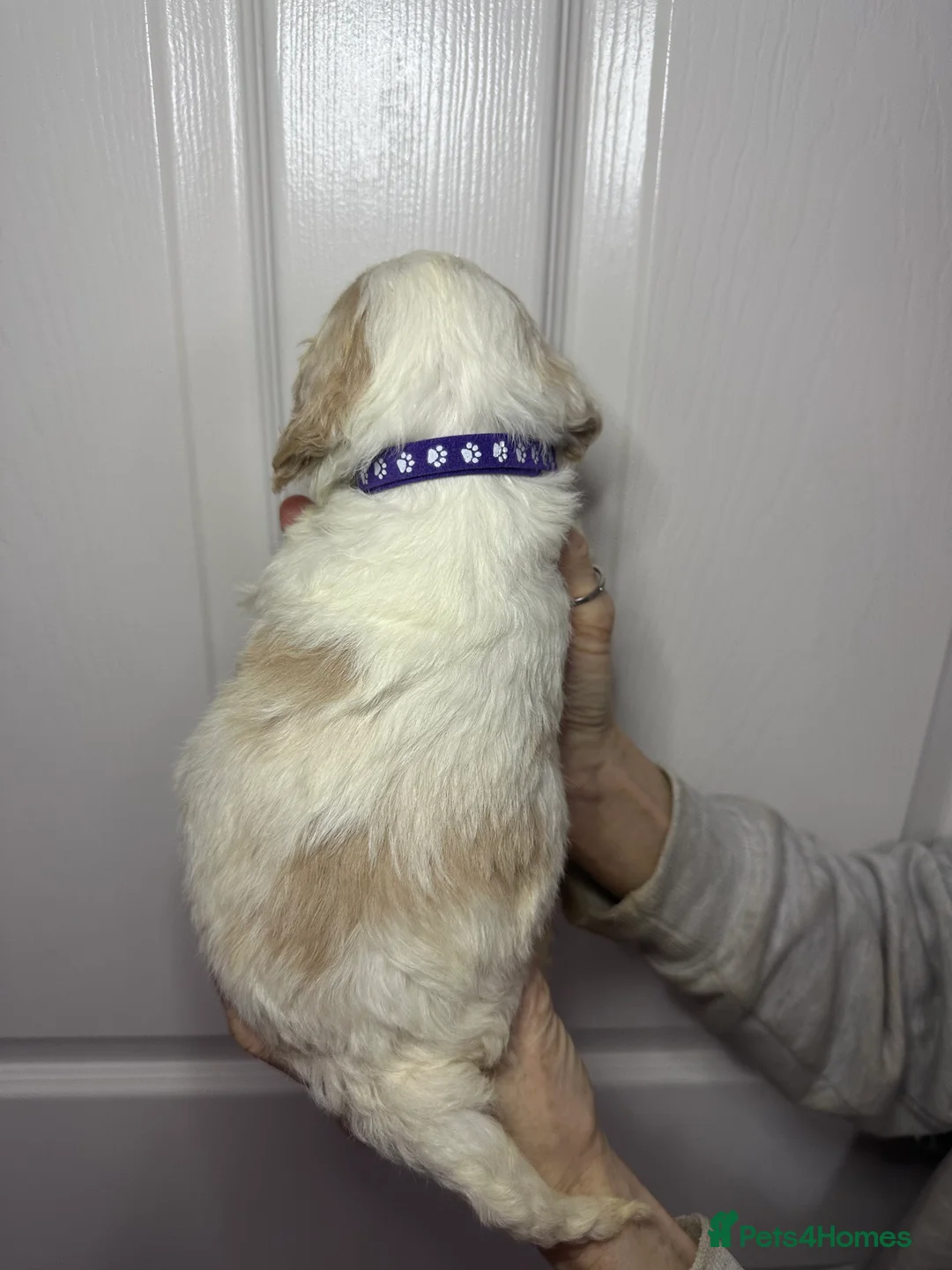 Cockapoo dogs for sale: Cockerpoo puppies READY NOW ! - Advert 37