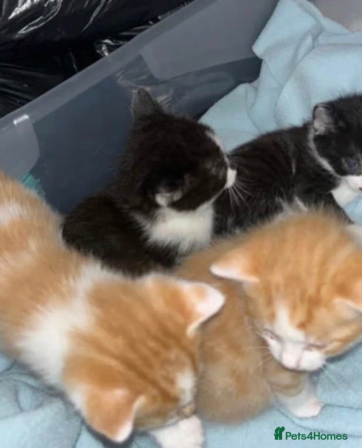 Mixed Breed cats Cute kittens ready now ! - Advert 3