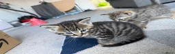 Mixed Breed cats for sale: 3 kittens  - Advert 7