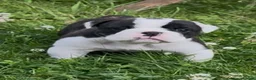 English Bulldog dogs for sale: HEALTH TESTED NEBBR REG OLDE ENGLISH BULLDOG PUPS - Advert 32