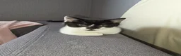 Mixed Breed cats for sale: Male black and white kitten - Advert 1