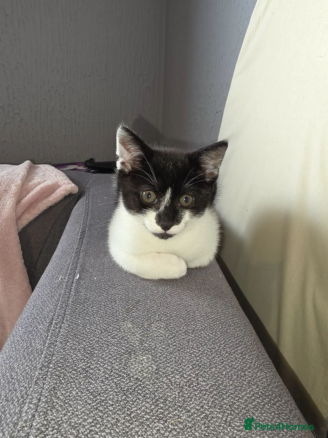 Mixed Breed cats for sale: Male black and white kitten - Advert 1