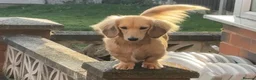 Miniature Dachshund dogs for sale: Shaded cream miniature dachshunds  - Advert 2