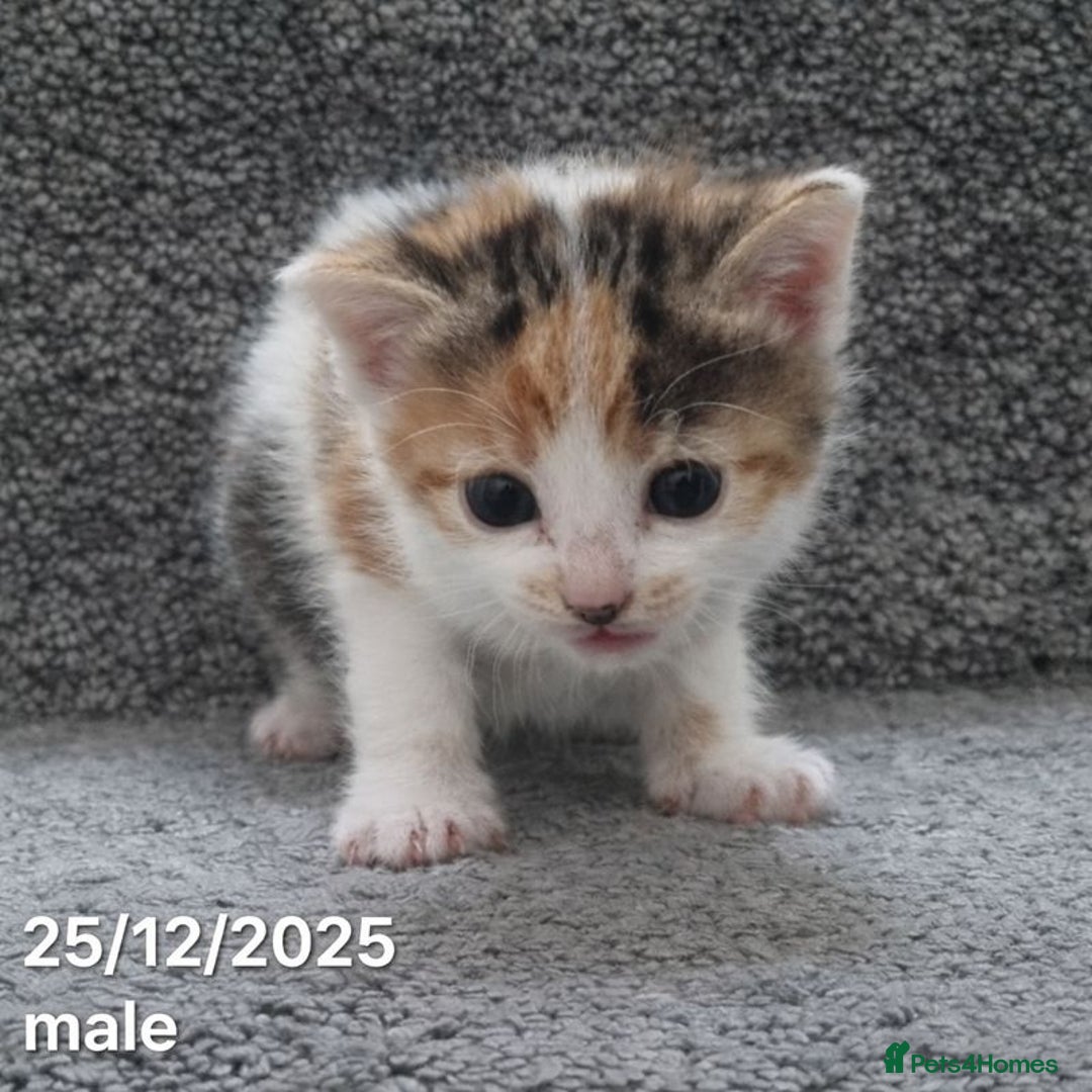 Mixed Breed cats for sale: Beautiful Kittens for Sale – 3 Females & 3 Males - Advert 13