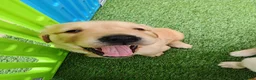 Golden Retriever dogs for sale: READY TO RESERVE  in Bradford - Advert 1