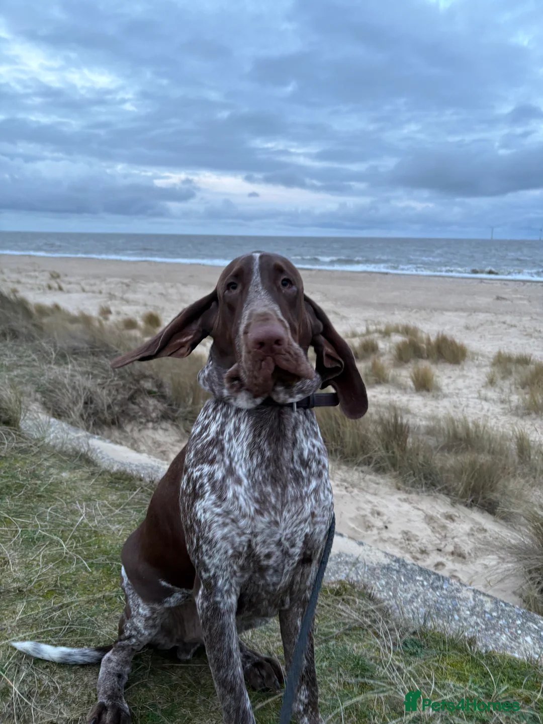 Bracco Italiano dogs for sale: 9 month chestnut boy available - Advert 3