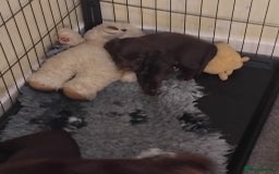 Sprocker dogs for sale: Sprockers  - Image 4