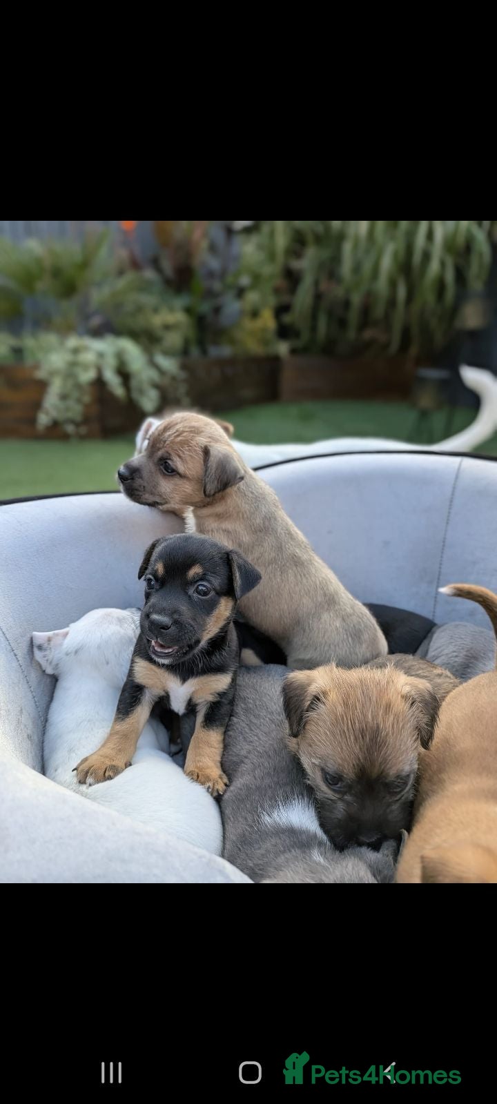 Jack Russell dogs Jack russell puppy  - Advert 2