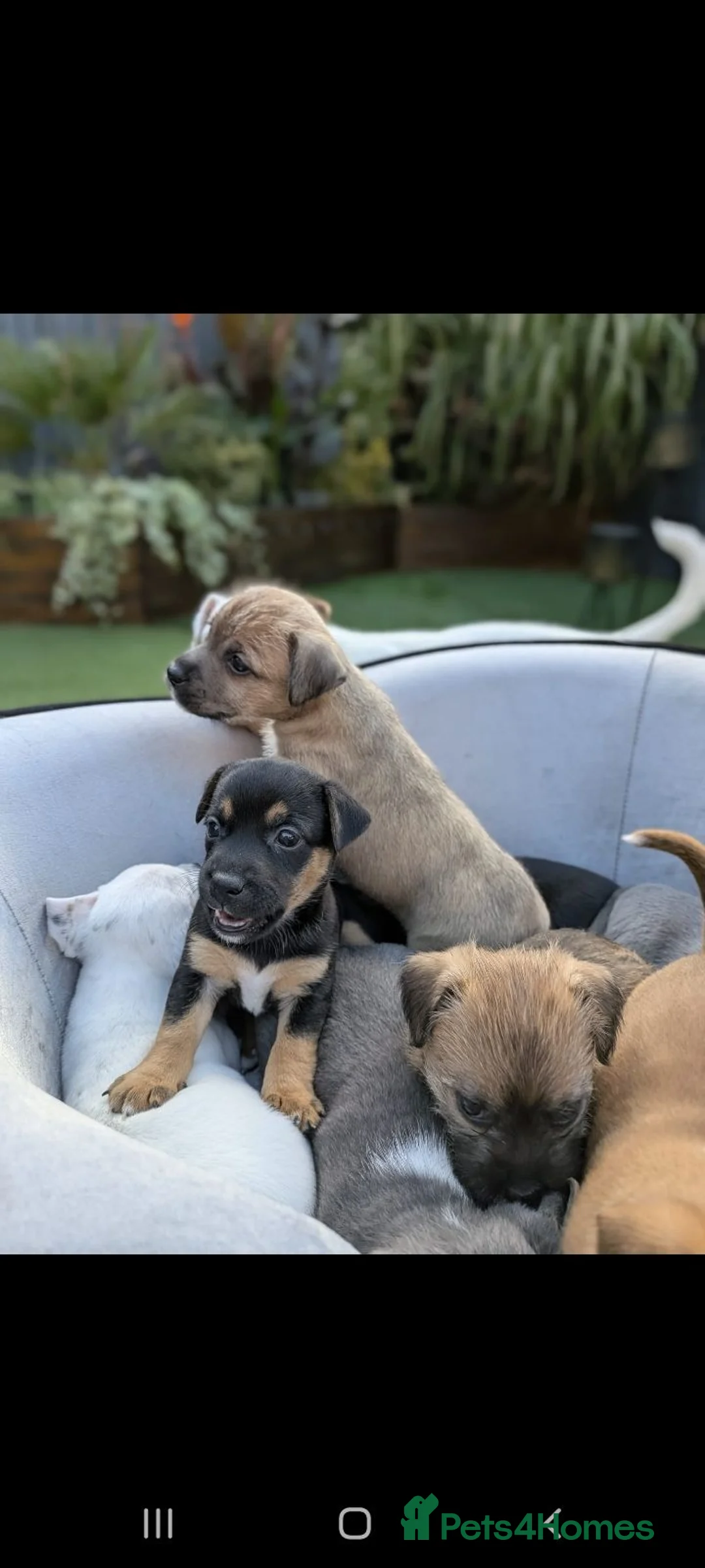 Jack Russell dogs for sale: Jack russell puppy  - Advert 2