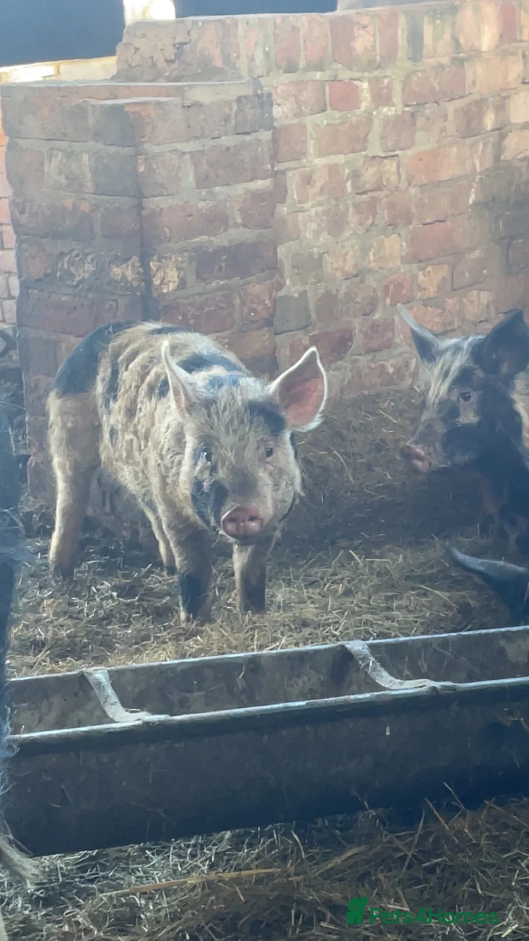 Pig livestock for sale: Gloucester old spot x Berkshire  - Advert 3