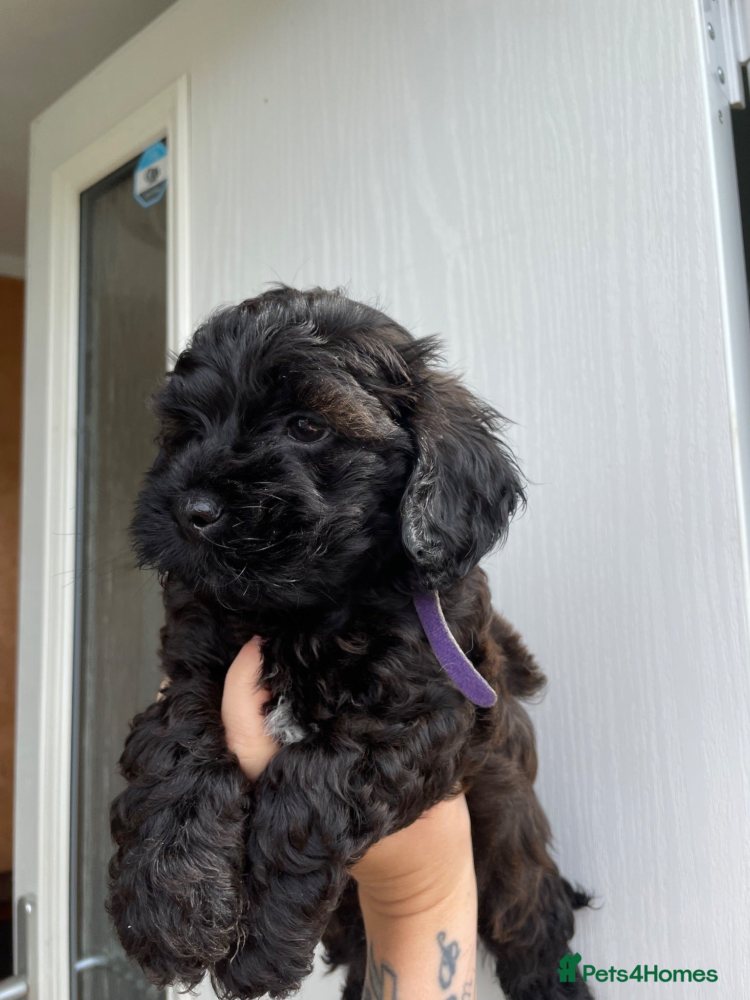 Lhasapoo dogs Lhasapoo Puppies  - Advert 5