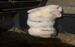 Mini Lop rabbits for sale: Adult Mini lop buck  - Image 3