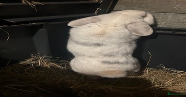 Mini Lop rabbits - Advert 15