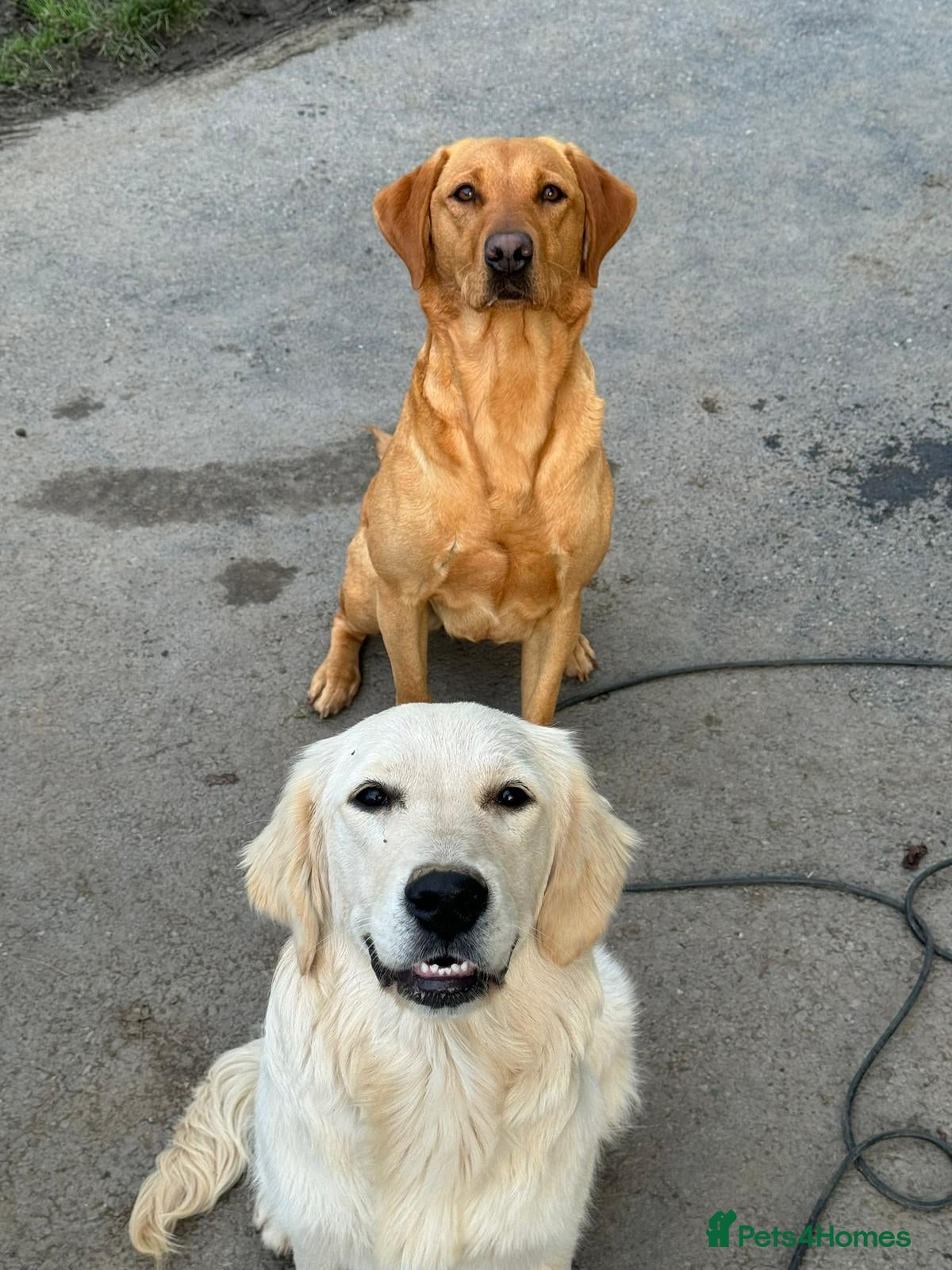 Golden Retriever dogs Mack/ Bryn Bach Golden X Evie/ Angel Annwyl - Advert 6