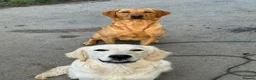 Golden Retriever dogs for sale: Mack/ Bryn Bach Golden X Evie/ Angel Annwyl - Advert 1