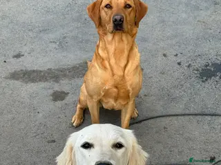 Golden Retriever dogs Mack/ Bryn Bach Golden X Evie/ Angel Annwyl - Advert 2