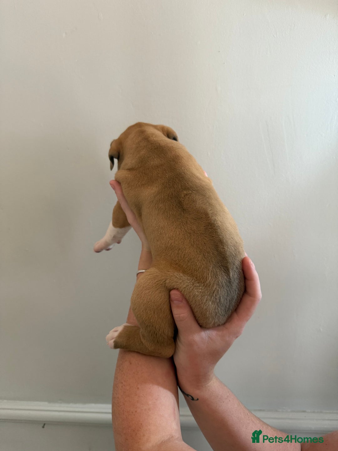 Mixed Breed dogs for sale: American Bulldog X Cane Corso - Image 8