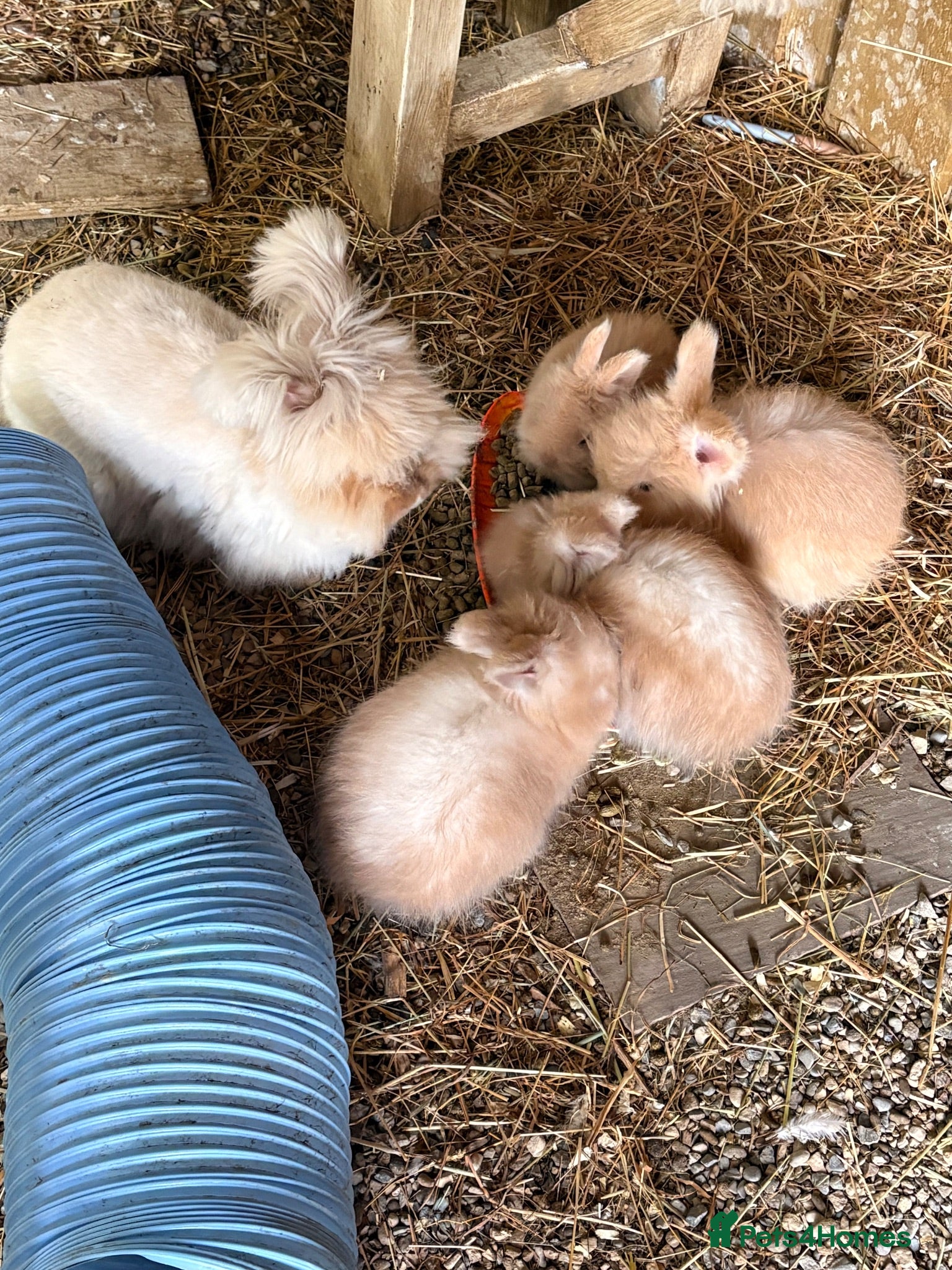 Angora rabbits Beautiful Fawn & white angora babies  - Advert 2