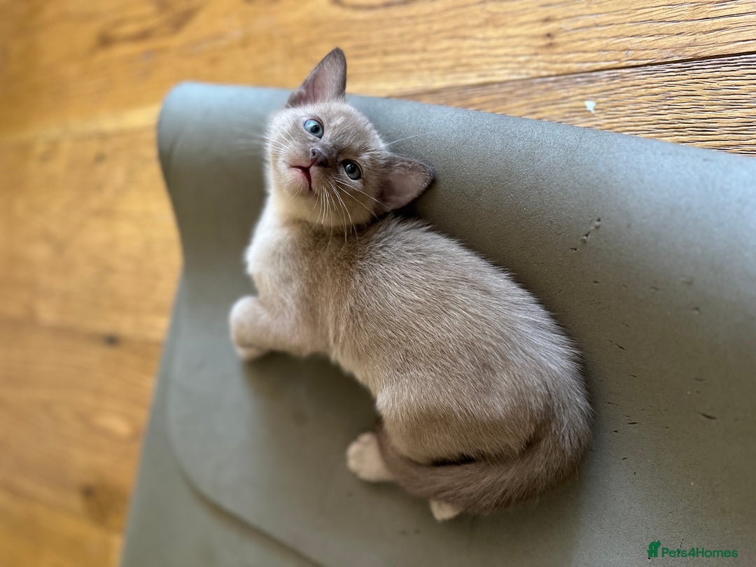 Burmese cats for sale: Happy Healthy GCCF Burmese Kittens in London - Image 5