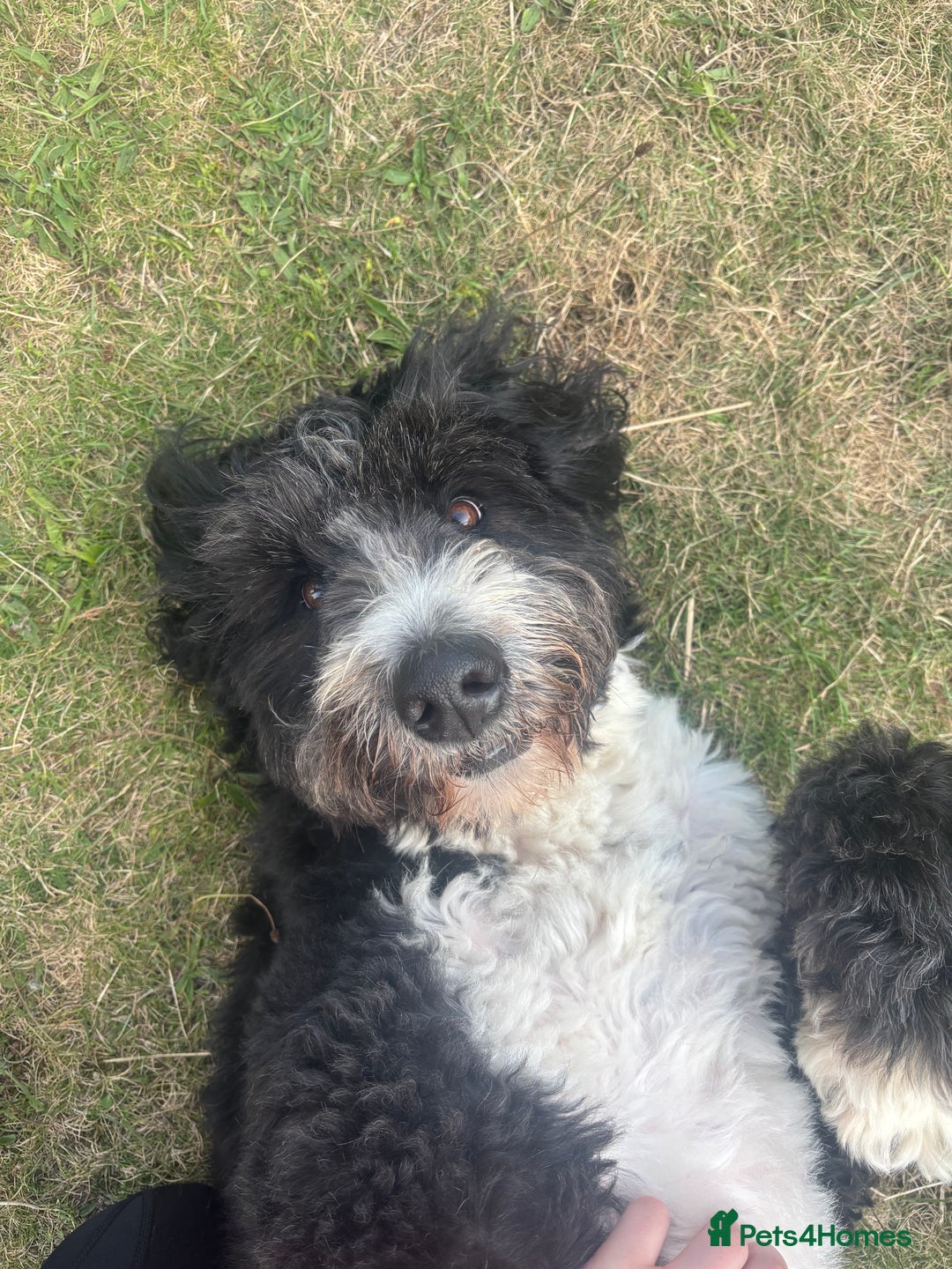 Bernedoodle dogs for sale: Expecting Litter End Feb 2026 - Newcastle  - Advert 5