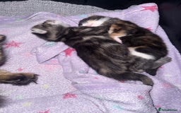 Mixed Breed cats for sale: 1 female tabby & 1 female calico  - Image 7