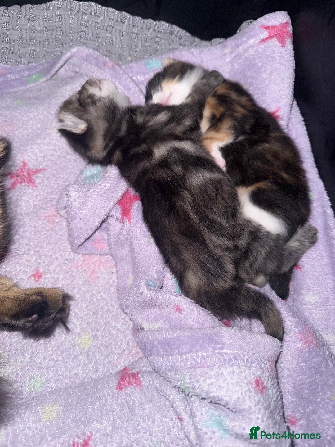 Mixed Breed cats for sale: 1 female tabby & 1 female calico  - Image 7