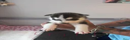 Siberian Husky dogs for sale: Beautiful husky pups - Advert 2