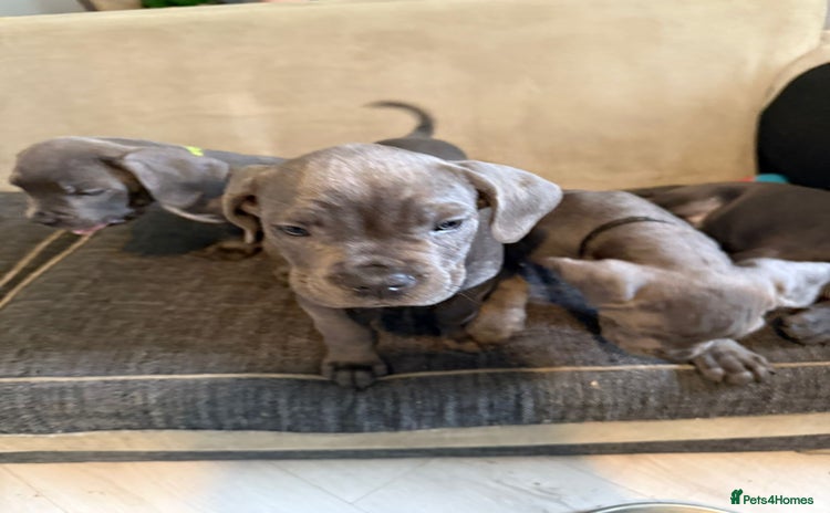 Cane Corso dogs - Advert 1