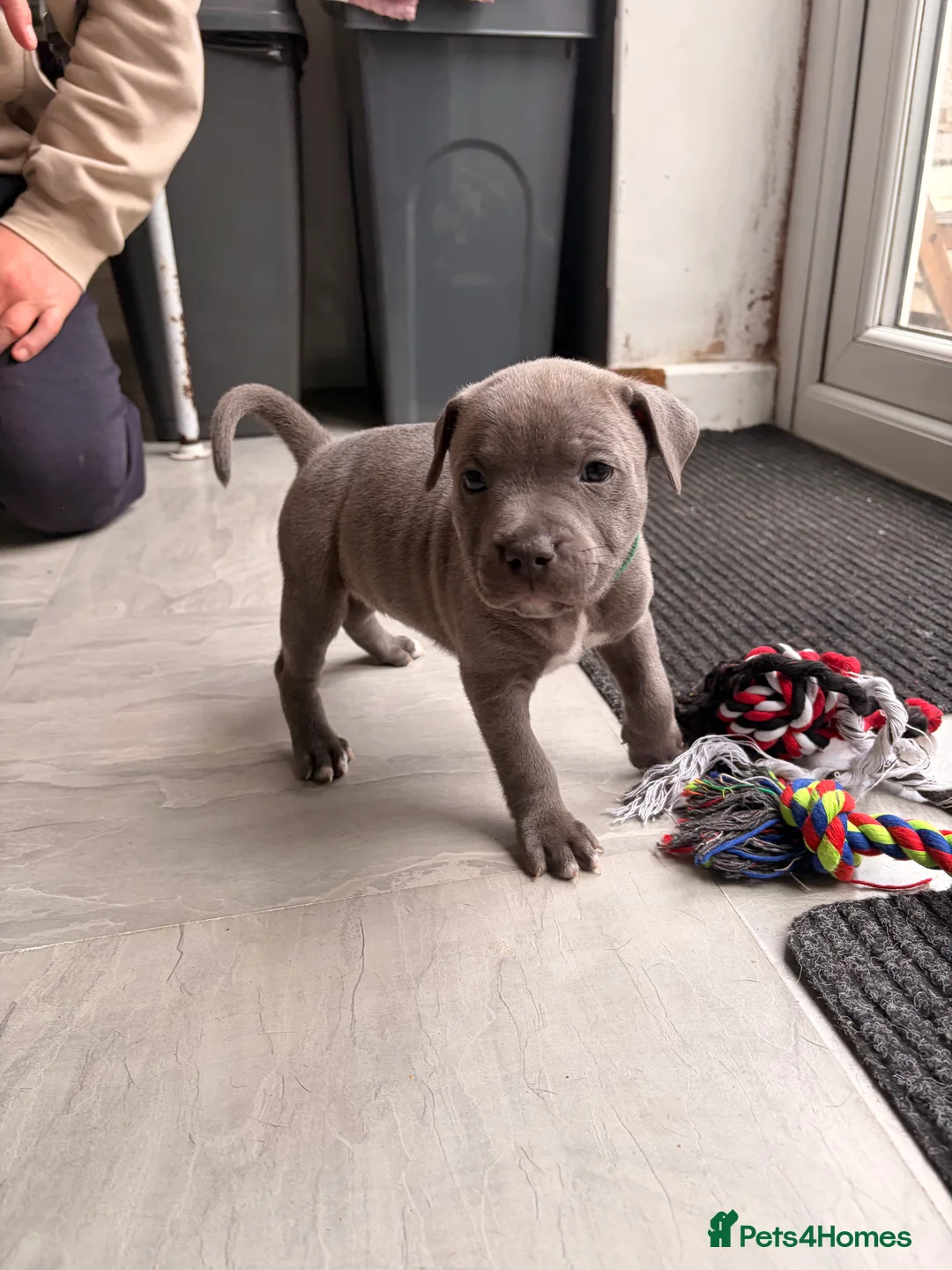 Staffordshire Bull Terrier dogs for sale: 1 left!! KC Blue Staffordshire Bull Terriers - Advert 2