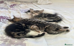 Bengal cats for sale: Two male kittens - Image 2