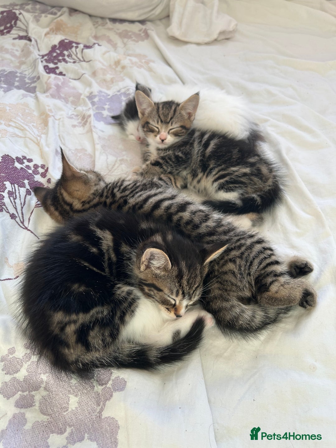 Bengal cats for sale: Two male kittens - Image 2