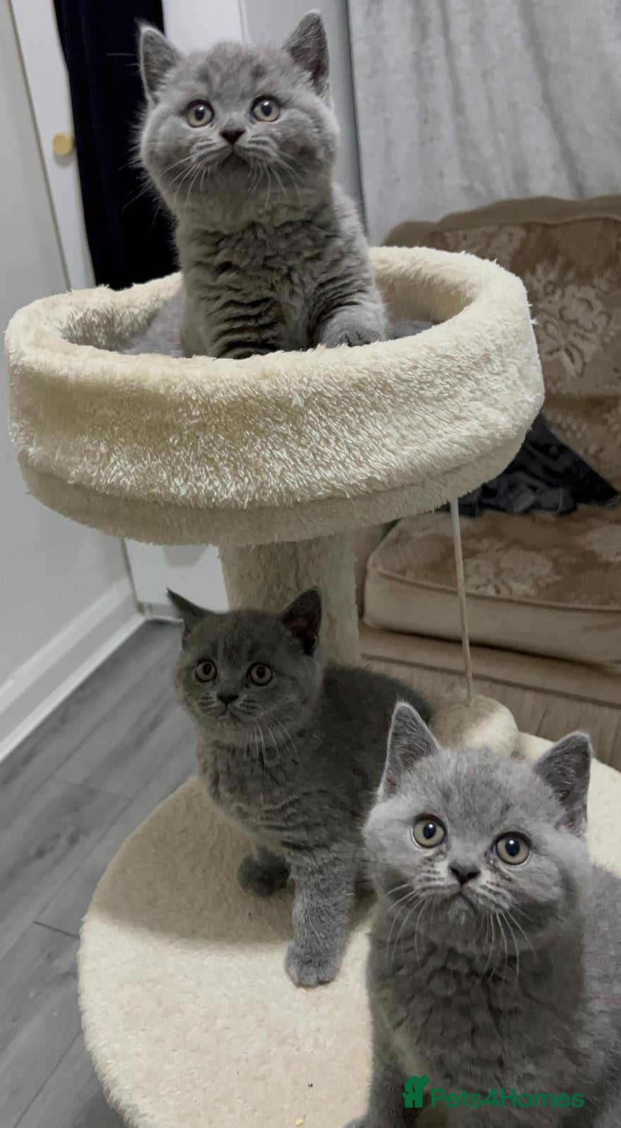 British Shorthair cats Three blue Britishshorthair kittens girls for sale - Advert 15
