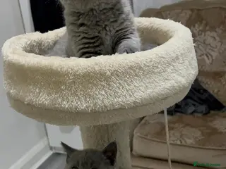 British Shorthair cats Three blue Britishshorthair kittens girls for sale - Advert 15