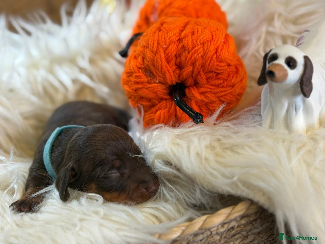 Miniature Dachshund dogs for sale: Beautiful Chocolate & Tan miniature dachshunds  - Image 5