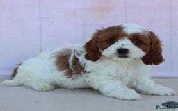 Cavapoo dogs for sale: Beautiful Toy Cavapoo Puppies for sale - Image 10