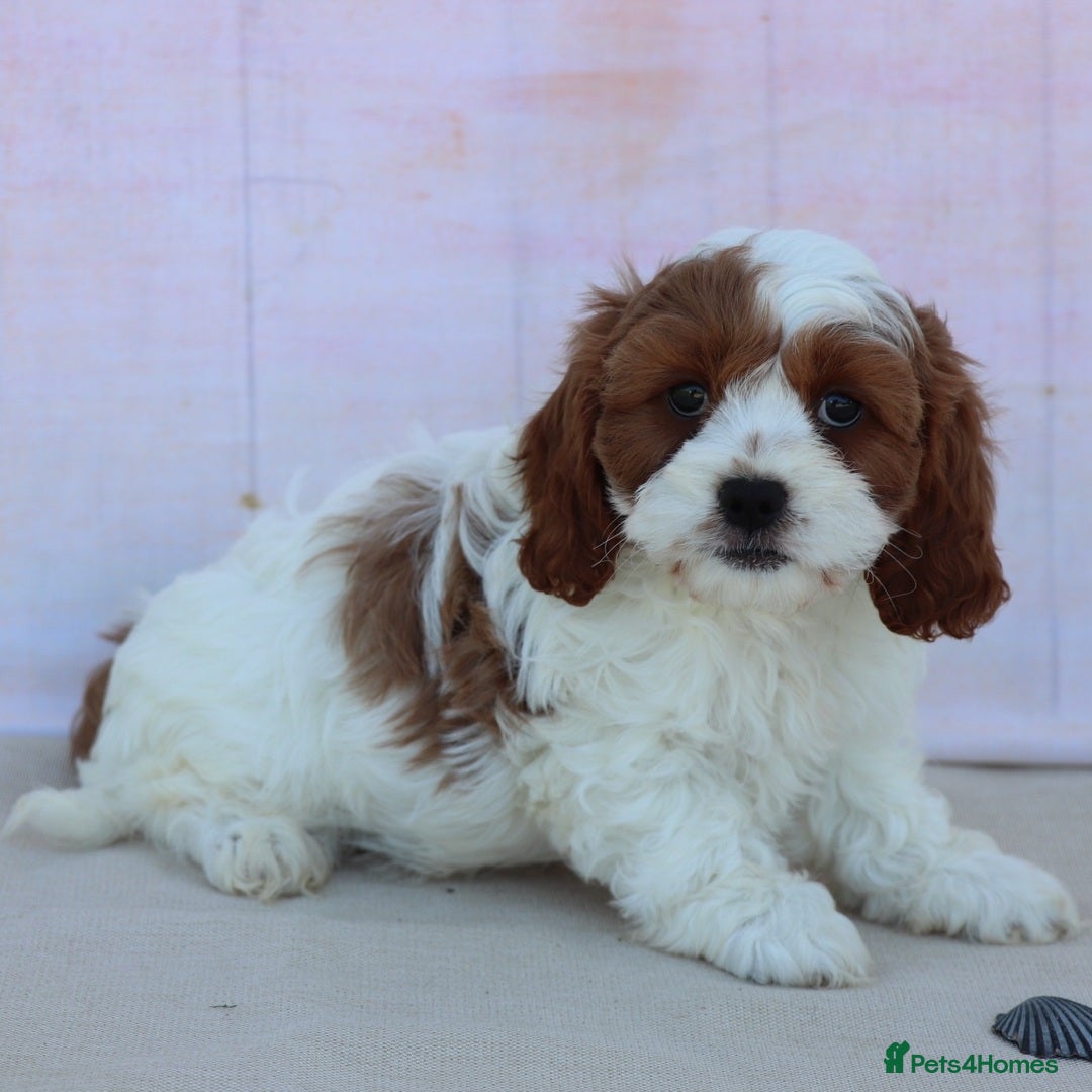 Cavapoo dogs for sale: Beautiful Toy Cavapoo Puppies for sale - Image 10