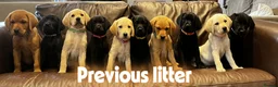Labrador Retriever dogs for sale: Beautiful KC Labrador Puppies waiting list - Advert 5