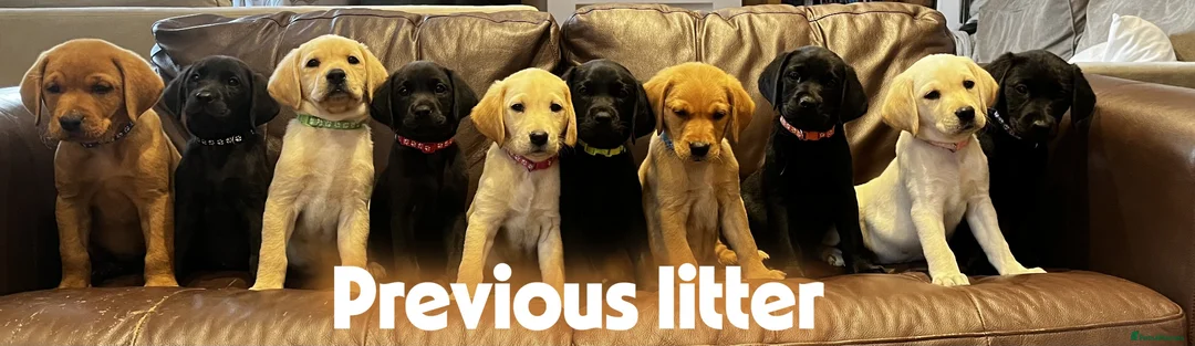 Labrador Retriever dogs for sale: Beautiful KC Labrador Puppies waiting list - Advert 5