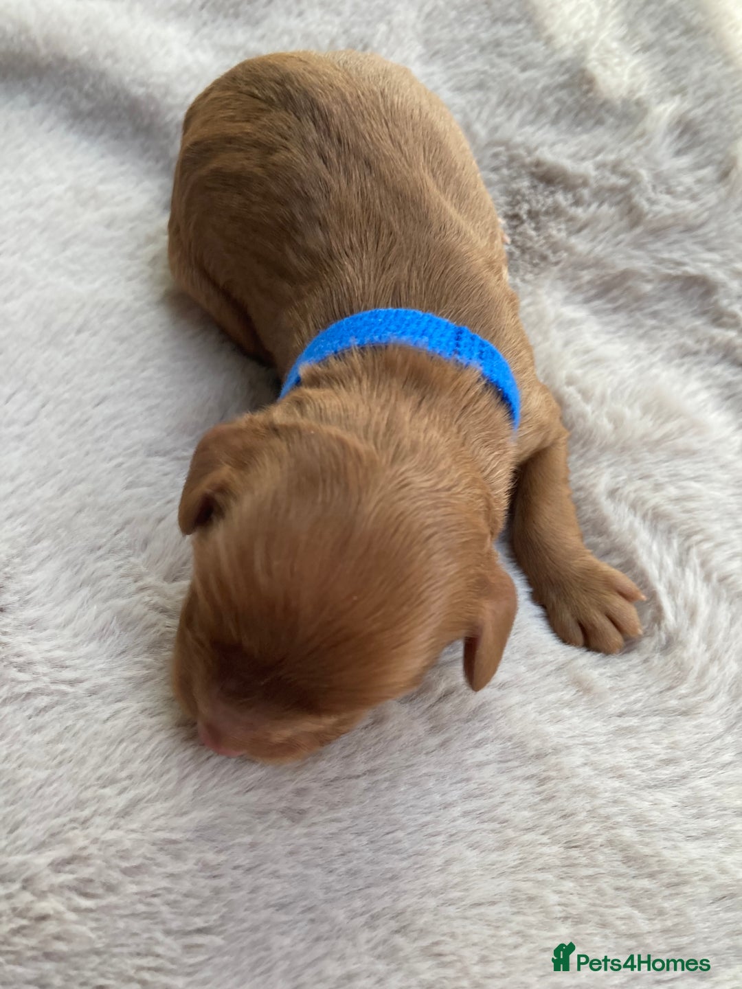 Mixed Breed dogs for sale: Cockapoo/Cavapoo Mix Puppies Available 10 Nov 25 - Image 25