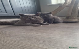 British Shorthair cats for sale: British shorthair x - Image 4
