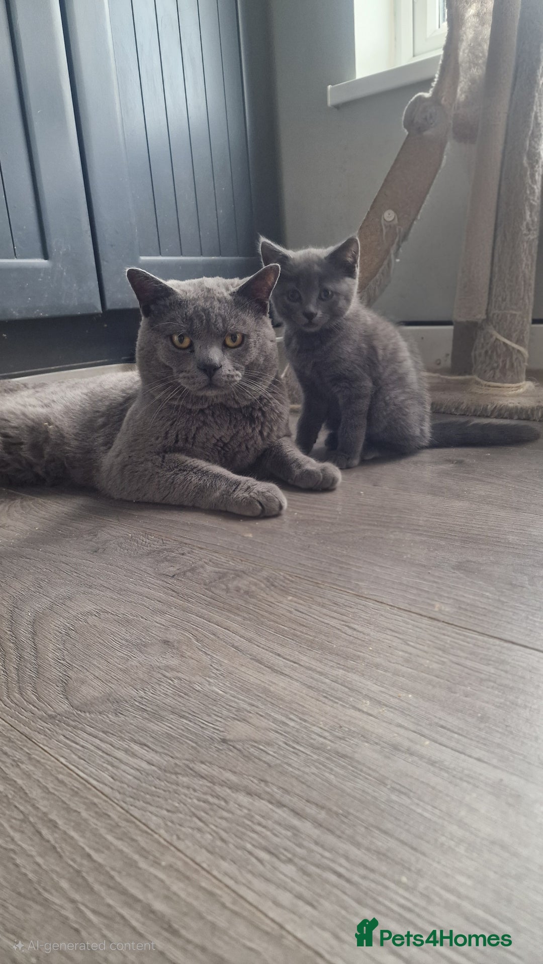 British Shorthair cats for sale: British shorthair x - Image 4