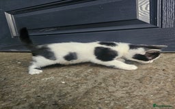 Mixed Breed cats for sale: Kittens for sale - Image 5