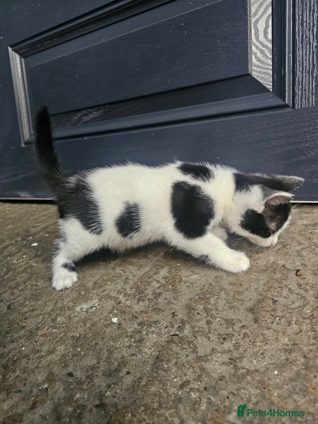 Mixed Breed cats for sale: Kittens for sale - Image 5