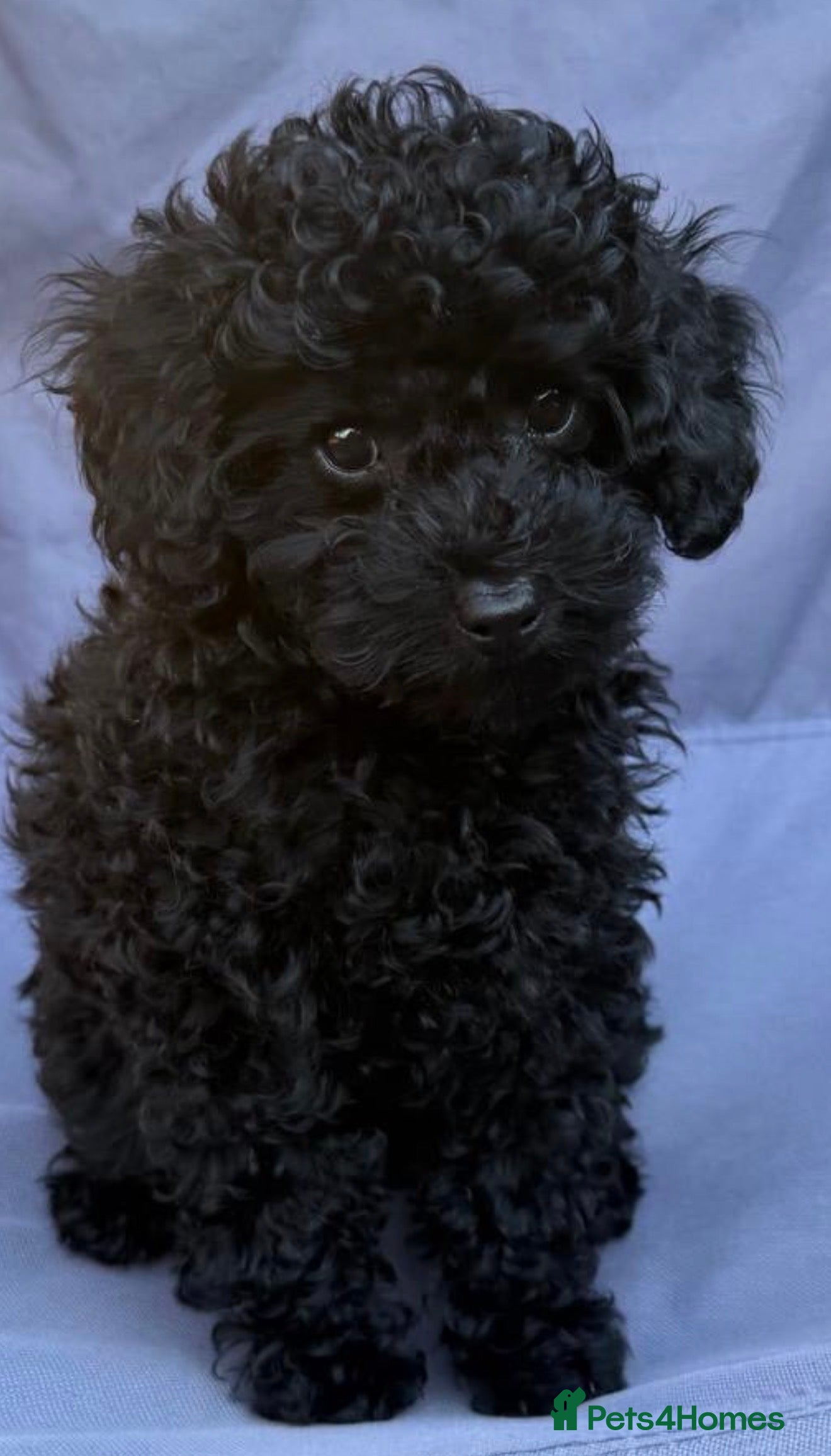 Toy Poodle dogs Toy Poodle puppies/Mom is Kc,Dad is Asian toy podl - Advert 2